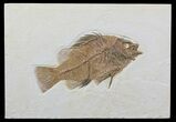 Impressive, Priscacara Fossil Fish - Wyoming #48595-1